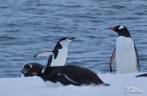 Pinguins da espécie gentoo e chinstrap se encontram em Half Moon Island, na Antártida